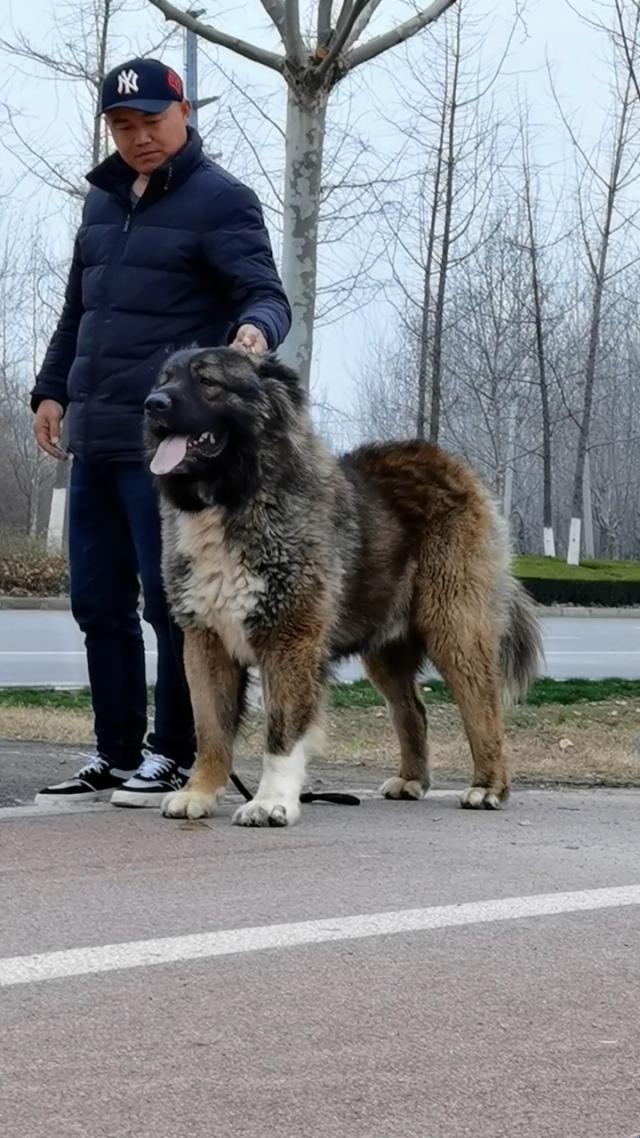 “高加索犬”霸屏网络：一场虚拟狂欢背后的讽刺真相