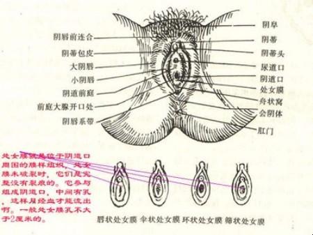 “破了膜的独道探秘，科技界的尴尬笑谈”