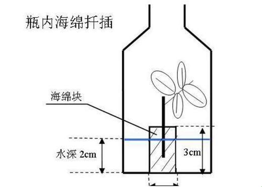 湖州秘技震撼全网，植艺界的新星是这样炼成的！