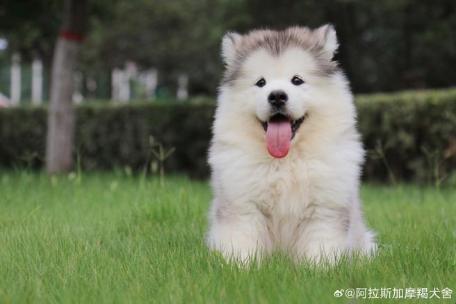 “阿拉斯加犬”独辟蹊径？笑谈科技圈的萌宠新风尚