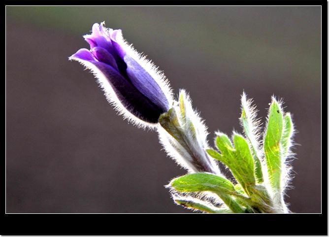 科技圈里的「谜骨」花季：笑谈「含苞待放」的奥秘