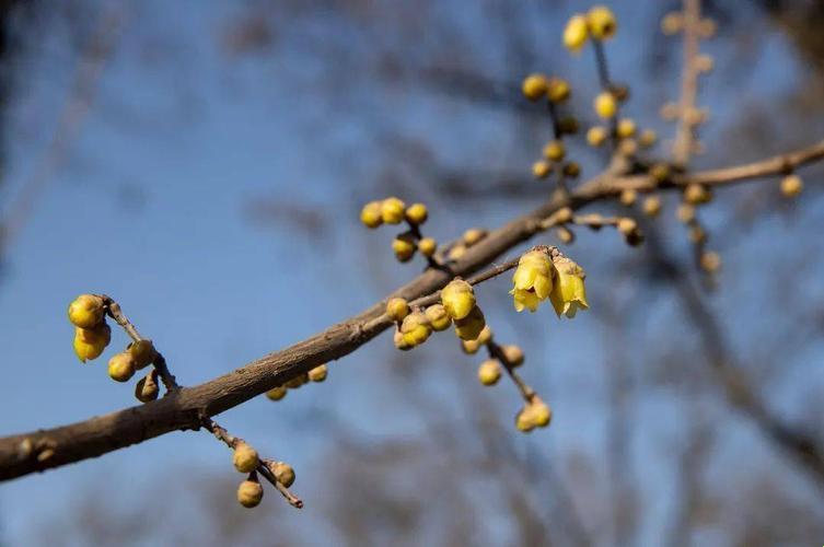 科技圈里的「谜骨」花季：笑谈「含苞待放」的奥秘