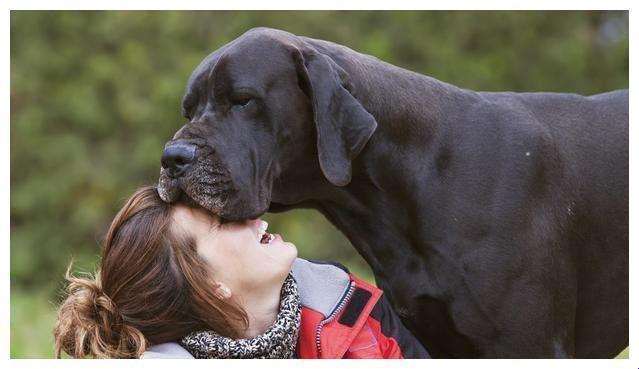 女士们，你们的守护犬来了！大中型犬的“女神”搭配指南