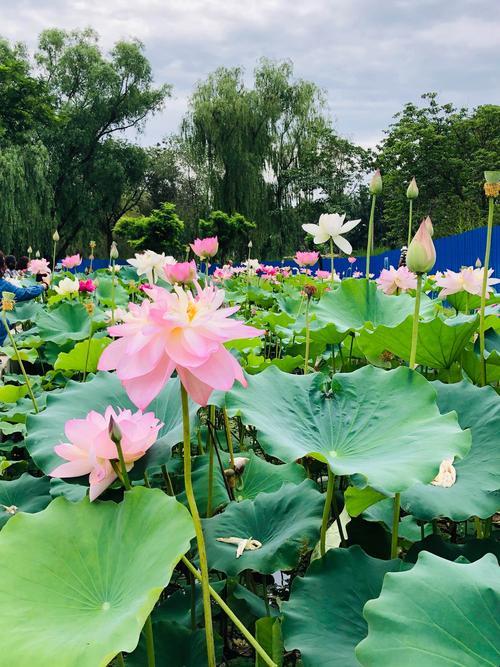 蔚县莲花池，花开时节的“科技引爆”