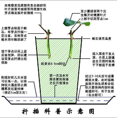 欧式72变：禁忌花园的的秘密攻略，科技界的魔法秀