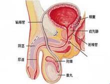 “蛋疼”之谜：科技视角下的男性隐痛