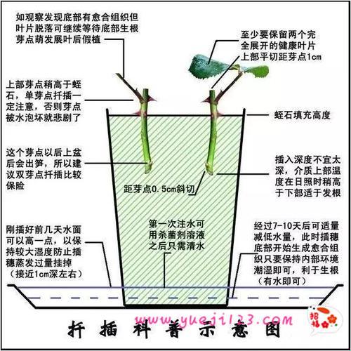 "欧式72变：园艺界的神秘魔法引发热议"