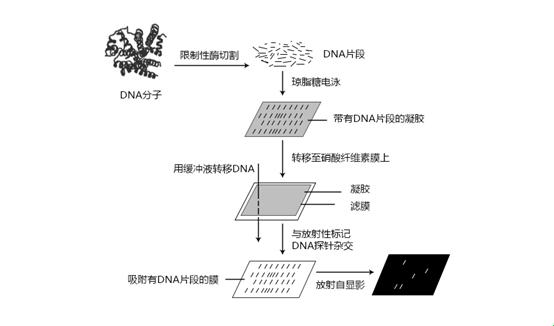 "RNA探针舞者：独步觅径，科技江湖谁与争锋？"