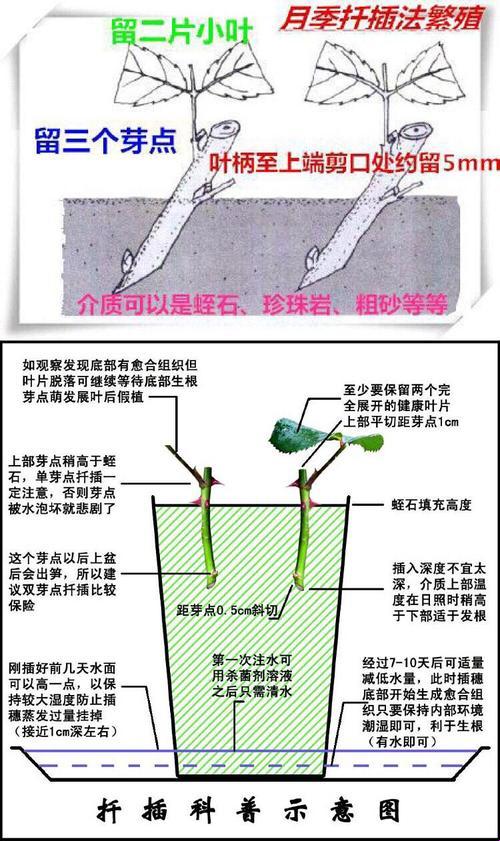 "欧式72变：插花界的戏法指南"