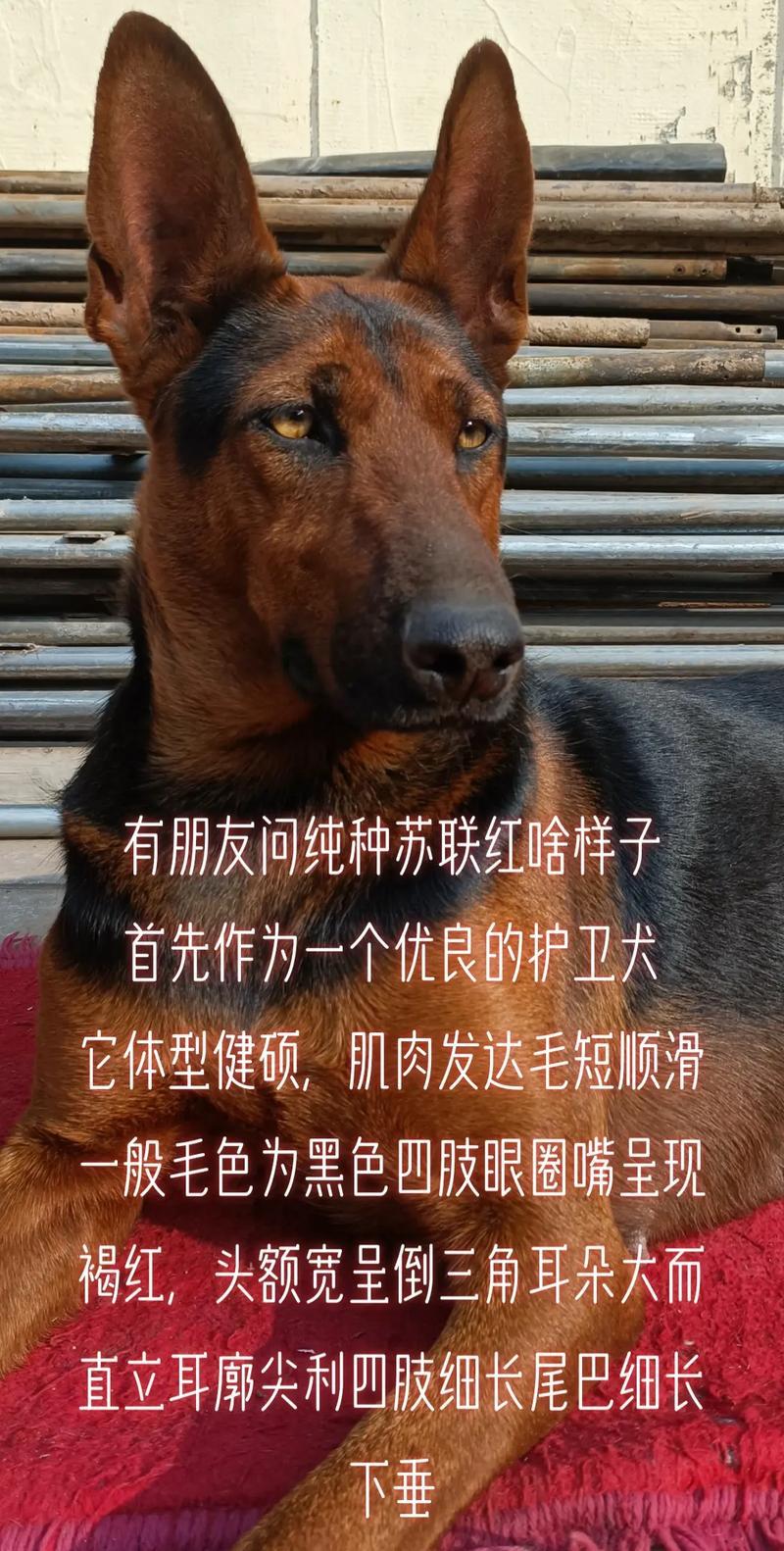 苏联巨犬种类盘点！这些猛兽体重破纪录，惊掉你的下巴！