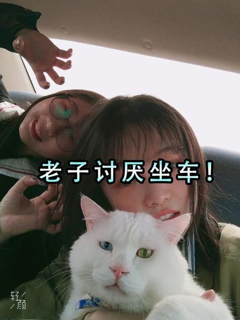 猫咪最新地域网名是什么意思？网友热议的新现象