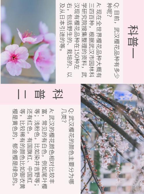 “探秘樱花奇谭，科技江湖谁主沉浮？”