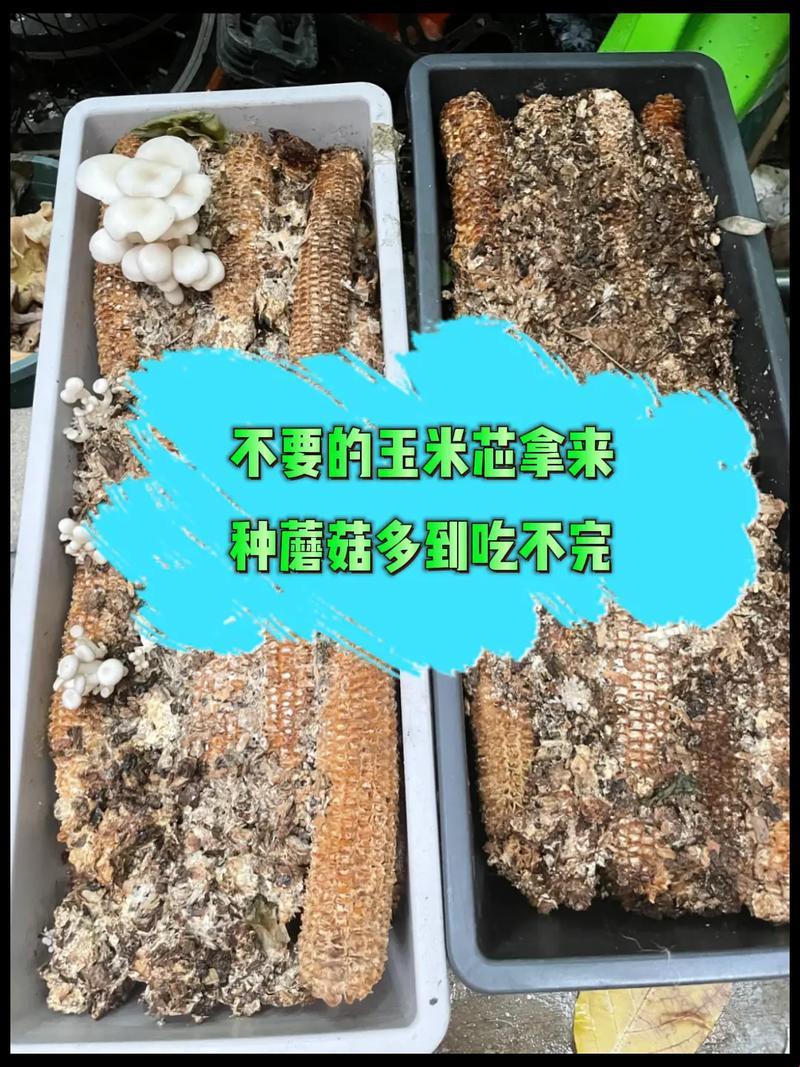 “菌界奇谭：荒诞蘑菇种植大法，科技狂潮下的热门话题！”