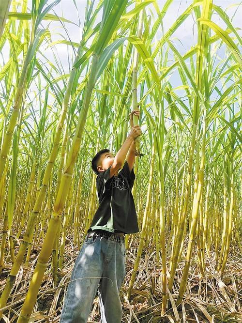 甘蔗地里的“疯狂”生活：出乎意料的喜悦