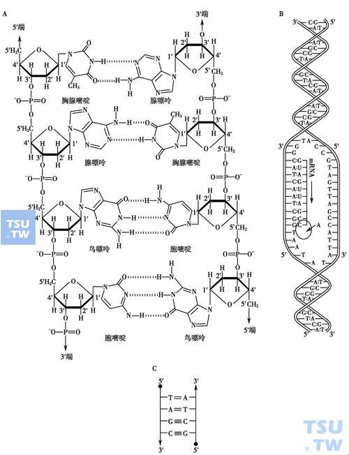 “人类驴DNA大揭秘：奇葩研究引热议，笑谈基因共通论”