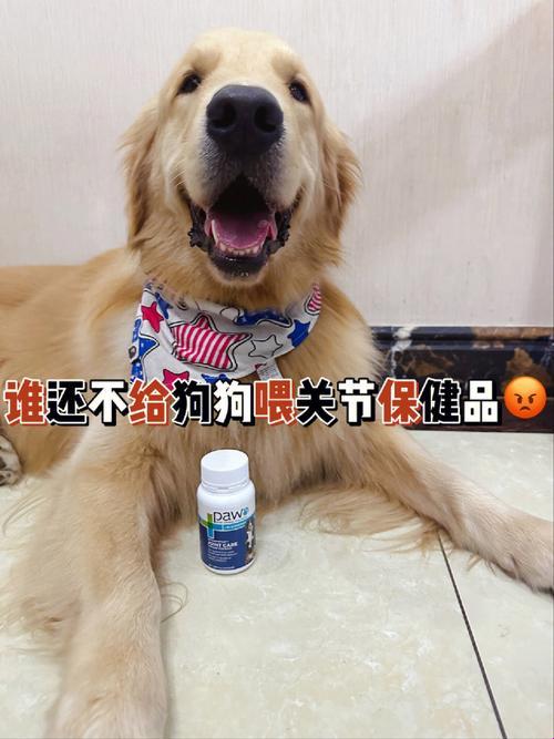 人类与犬类的新潮流胶合剂：科技笑话还是笑话科技？