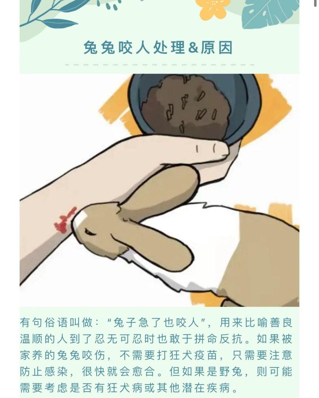 “咬兔热”狂潮来袭：互联网新现象揭秘