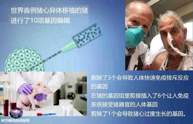 猪之基因：人类网友的疯狂解码游戏