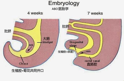 OMEGA顶开宫腔，炫酷标记成潮流新宠