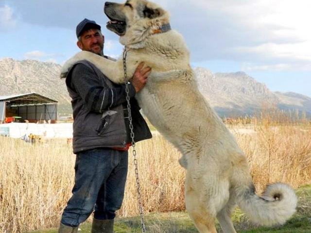 “奇葩牧羊犬：听话大作战！网友热议新科技下的驯狗奇招”