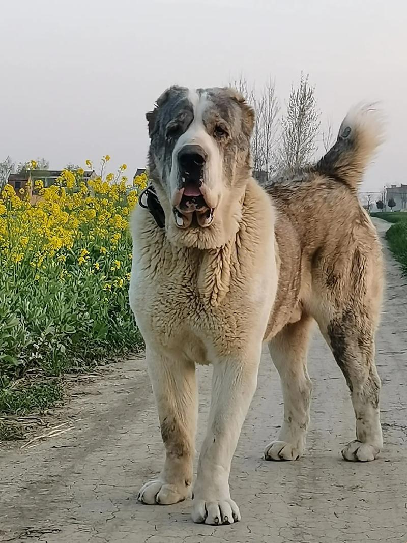 “俄国犬种，智慧与野性的完美融合！”