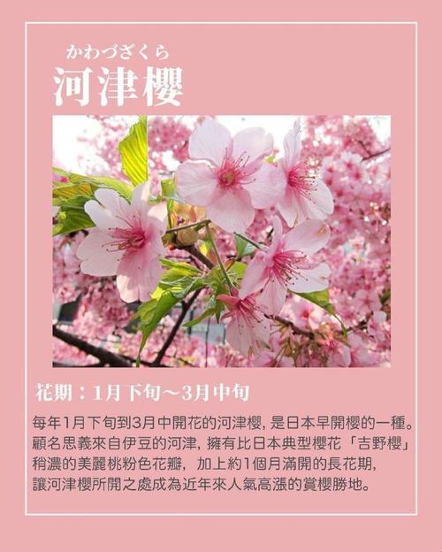 “探秘‘樱花’：一窥究竟，还是雾里看花？”