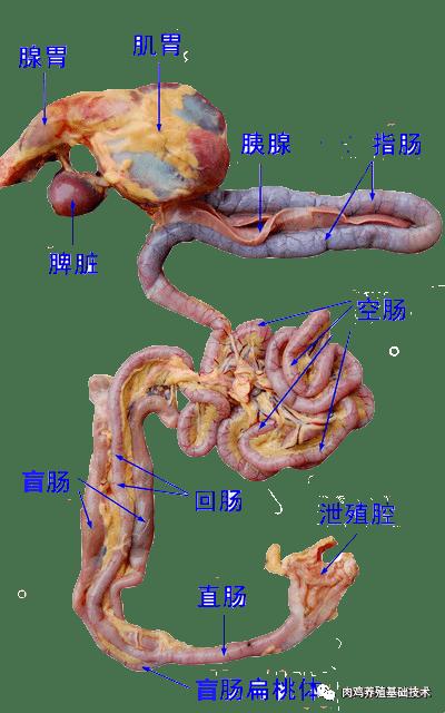 科技狂潮中的肉禽新秀：笑谈新星崛起