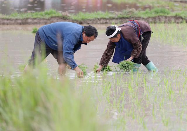 植爱田趣：笑谈情侣耕作新姿势