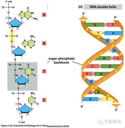 “基因狂想曲：DNA混搭，笑谈未来科技”