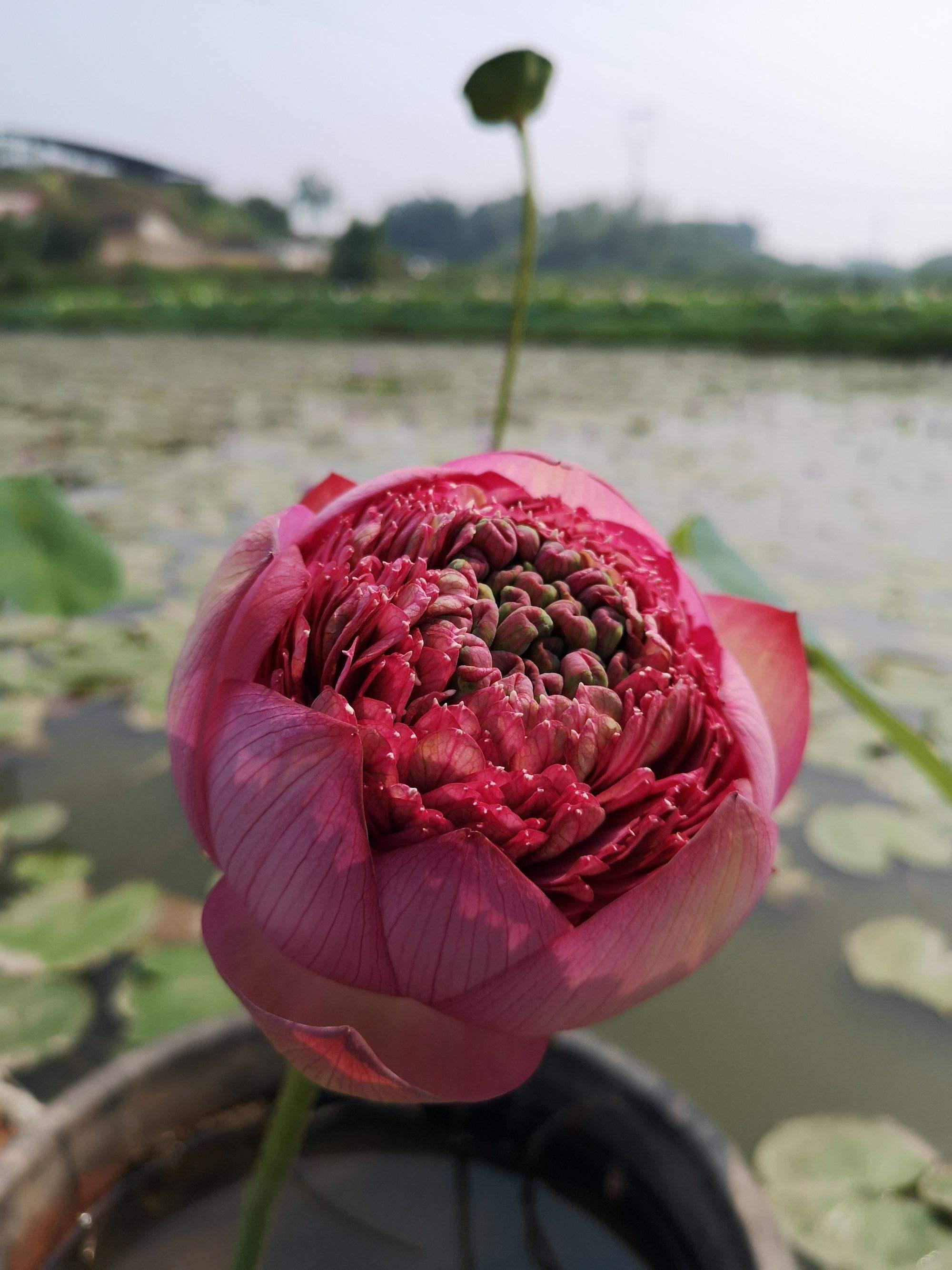 《科技莲花·妇科秘境探幽：激活后的千层奇观》