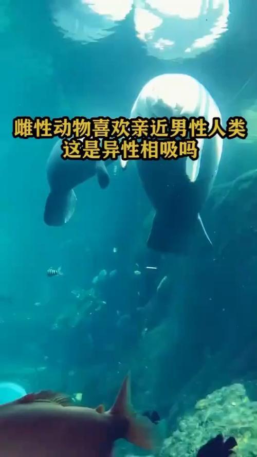 “型男配萌宠”：雌性宠物风潮下的搞笑抉择