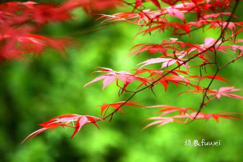 红叶浪漫，蛇枝诡魅：科技江湖的绝世神功