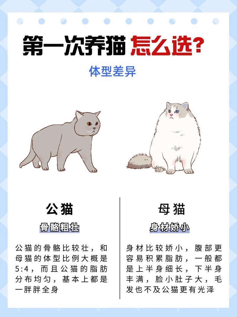 猫界大跃进！聊聊猫咪3.0与2.0的那点事儿