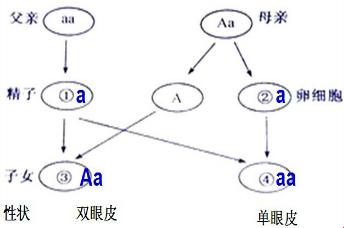 父亲AA，母亲aa，儿子何解？探秘基因的神奇魔法！