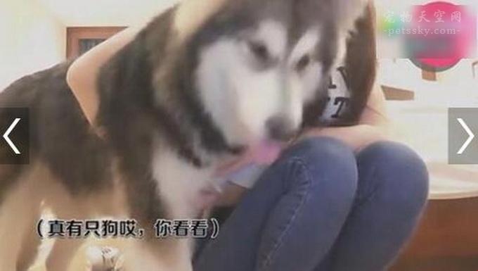 码界风云：Java犬决斗，网友热议新巅