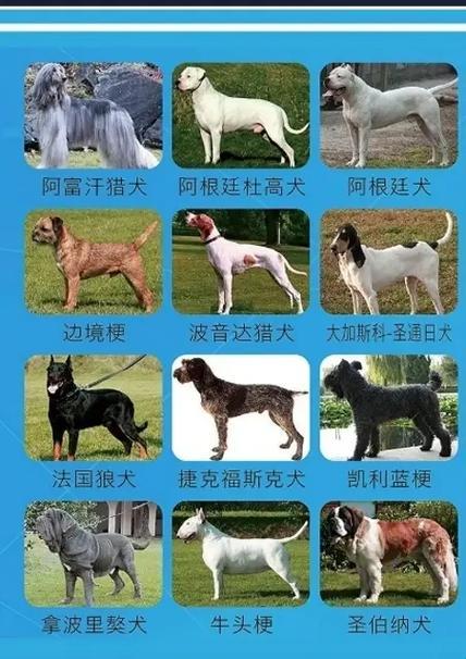 狗界盛事！科技新招揭秘名犬“神秘面纱”