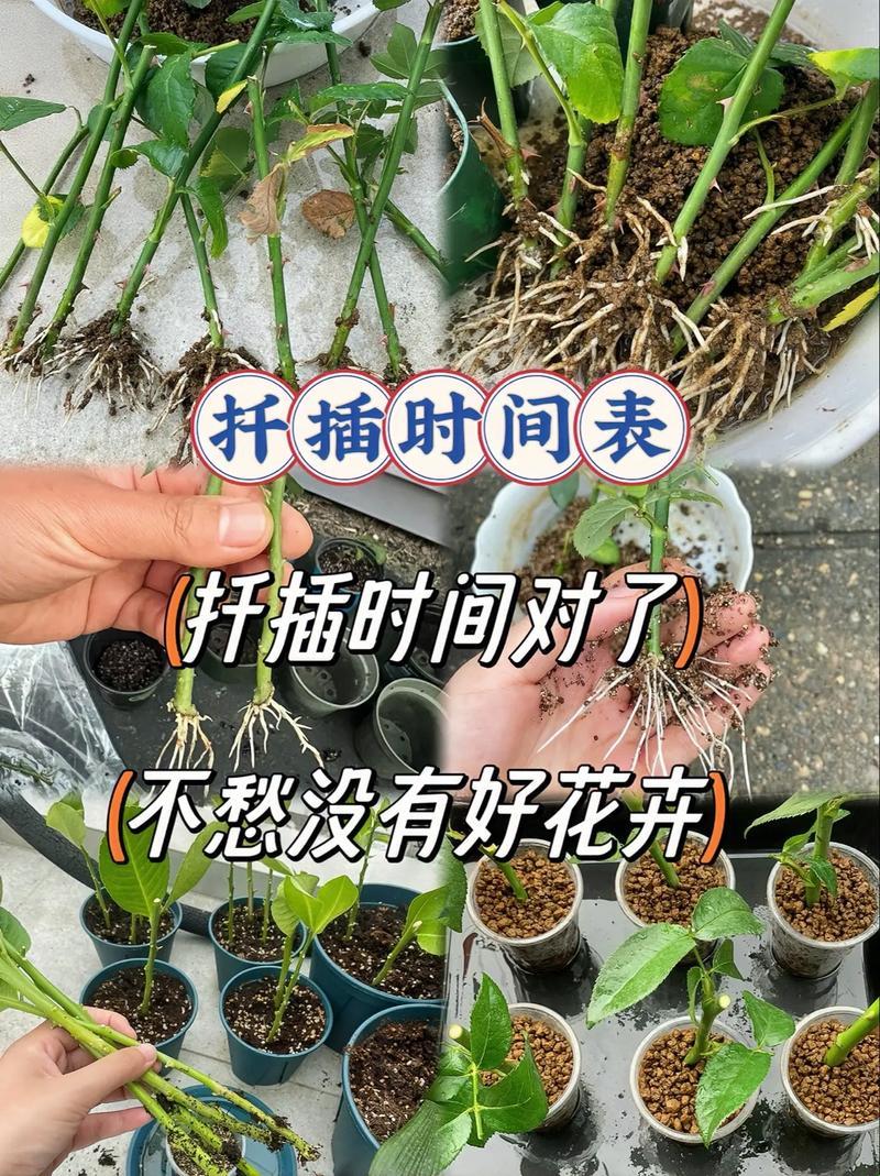 绿手指秘籍：潮流植物的插枝奇术