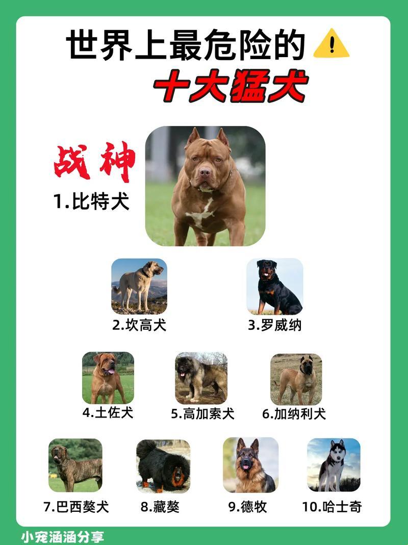 “狗界探花”：趣谈另类犬种排行榜