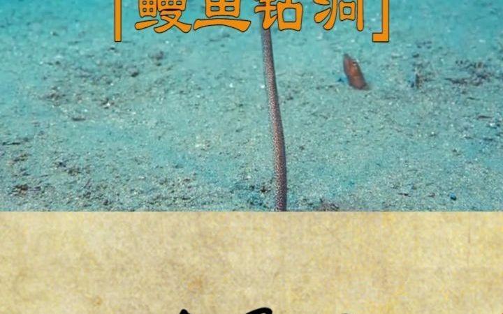 钻洞鳗鱼新玩法，创新之举引爆热议潮