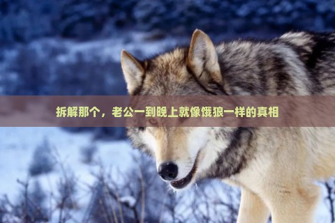 拆解那个，老公一到晚上就像饿狼一样的真相